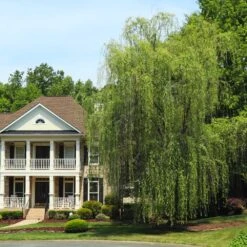 Niobe Golden Weeping Willow 7 Niobe Golden Weeping Willow -Fruit Tree Shop Niobe weeping willow 3