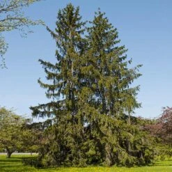 New Arrival -Fruit Tree Shop Norway Spruce 1 FGT
