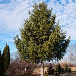 Norway Spruce Tree -Fruit Tree Shop Norway Spruce 2 FGT
