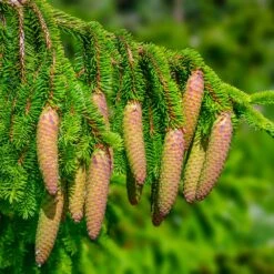 Norway Spruce Tree -Fruit Tree Shop Norway Spruce 5 FGT