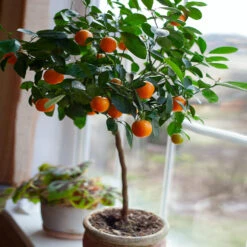 Nules Clementine Tree - USDA Organic -Fruit Tree Shop Nules Clementine 2 FGT
