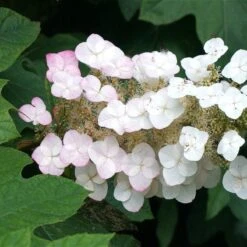 Oakleaf Hydrangea Shrub -Fruit Tree Shop OAKLEAF FGT THUMB a396bc6d 9d3c 49ac 82c6 f1db3d28bb3d
