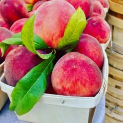 O'Henry Peach Tree 7 O'Henry Peach Tree -Fruit Tree Shop OHenry Peach 3