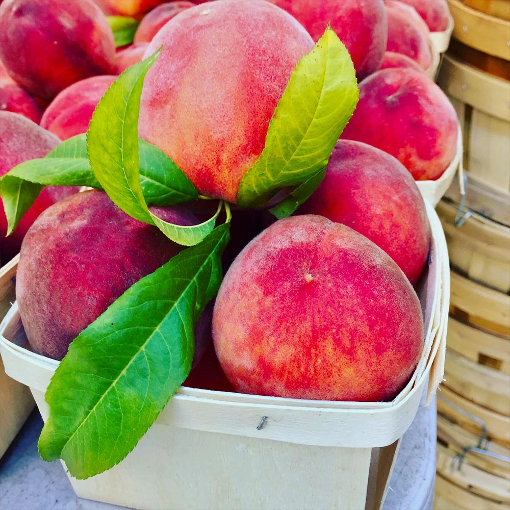 O'Henry Peach Tree 3 O'Henry Peach Tree - Image 3