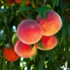 O'Henry Peach Tree