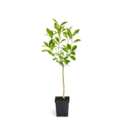 Calamondin Tree -Fruit Tree Shop ORG CAL 12 1QT