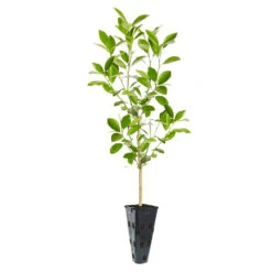 Calamondin Tree -Fruit Tree Shop ORG CAL 23 C