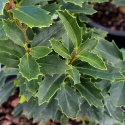 Oak Leaf™ Holly Tree -Fruit Tree Shop Oak Leaf Holly 3