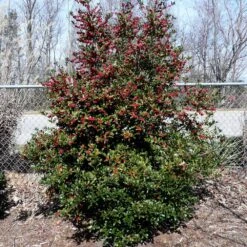 Oak Leaf™ Holly Tree -Fruit Tree Shop Oak Leaf Holly 4