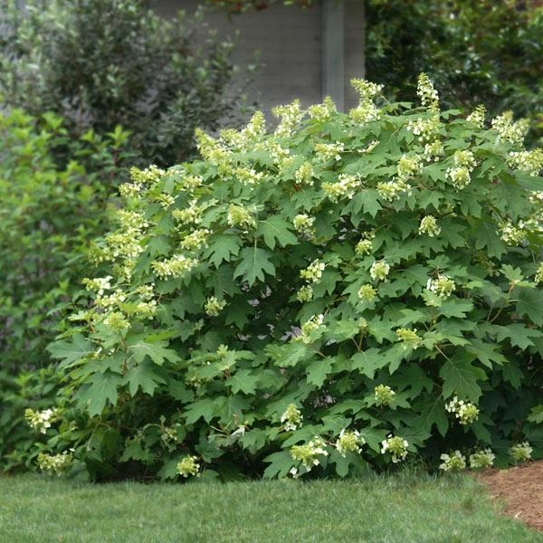 Oakleaf Hydrangea Shrub 1 Oakleaf Hydrangea Shrub
