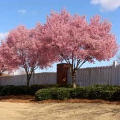 Okame Cherry Tree -Fruit Tree Shop Okame Cherry 02 FGT