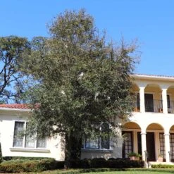 Oliana Olive Tree 5 Oliana Olive Tree -Fruit Tree Shop Oliana Olive 2