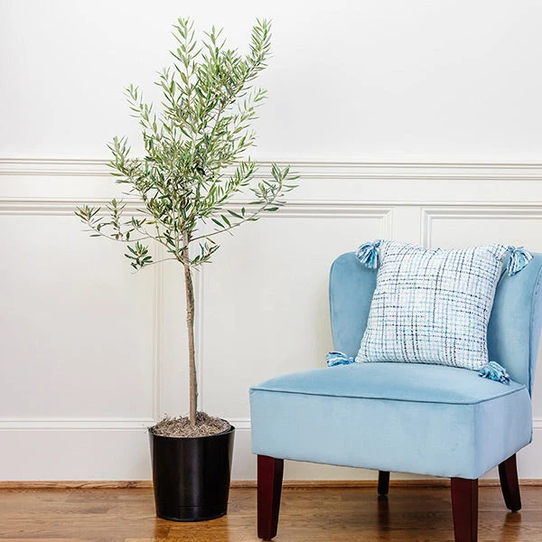 Oliana Olive Tree 1 Oliana Olive Tree