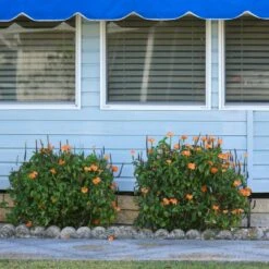 Orange Marmalade Crossandra Shrub -Fruit Tree Shop Orange Marrmelade Crossandra 4