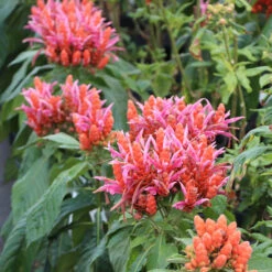 Orange Shrimp Plant 7 Orange Shrimp Plant -Fruit Tree Shop Orange Shrim plant 2 BB