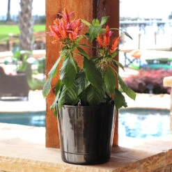 Orange Shrimp Plant 6 Orange Shrimp Plant -Fruit Tree Shop Orange Shrim plant 3