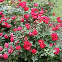 Oso Easy® Double Red Rose -Fruit Tree Shop Oso Double Red Rose 1