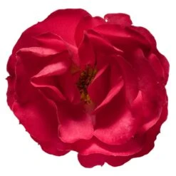 Oso Easy® Double Red Rose -Fruit Tree Shop Oso Double Red Rose 3