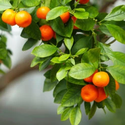 Owari Satsuma Mandarin Tree -Fruit Tree Shop Owari Satsuma Mandarin 3