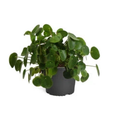 Pilea Peperomioides (Pancake Plant) 12 Pilea Peperomioides (Pancake Plant) -Fruit Tree Shop PIL PEP1 standard pot