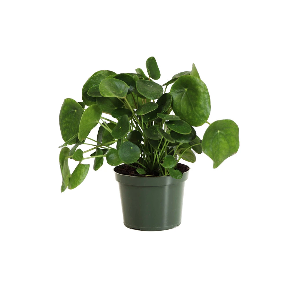 Pilea Peperomioides (Pancake Plant) 7 Pilea Peperomioides (Pancake Plant) - Image 7
