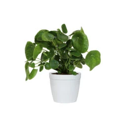 Pilea Peperomioides (Pancake Plant) 11 Pilea Peperomioides (Pancake Plant) -Fruit Tree Shop PIL PEP6 white delilah
