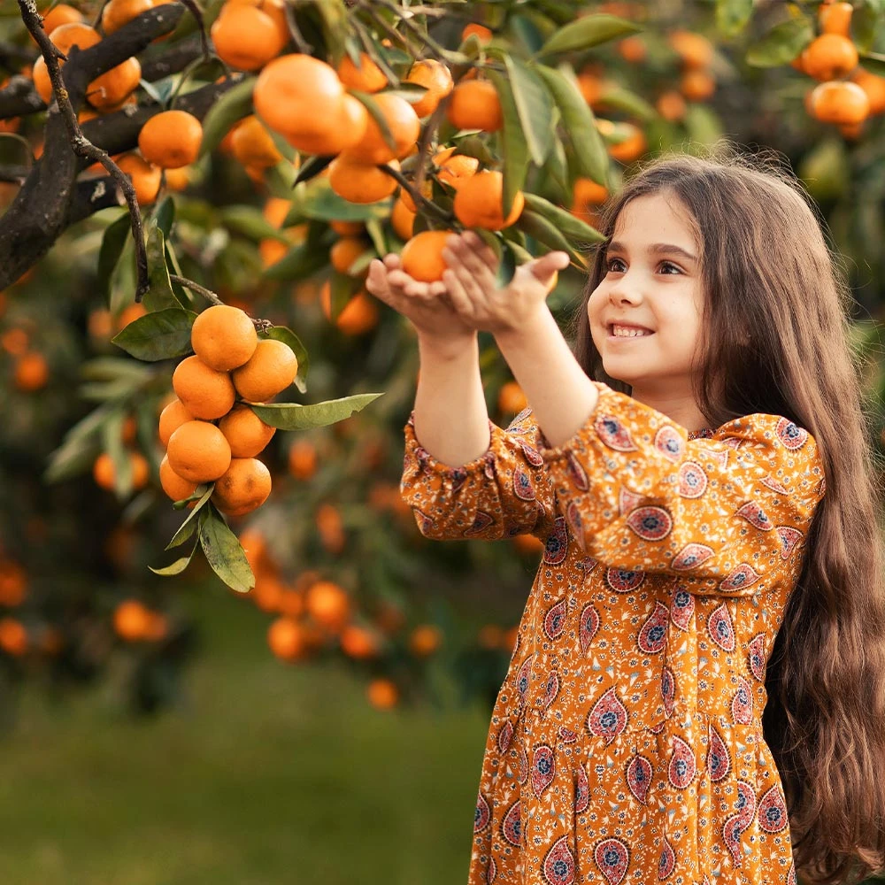 Page Mandarin Tree 2 Page Mandarin Tree - Image 2