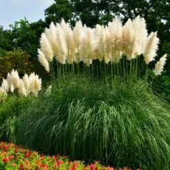 New Arrival -Fruit Tree Shop Pampas Grass 3 FGT