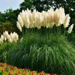 New Arrival 7 Pampas Grass