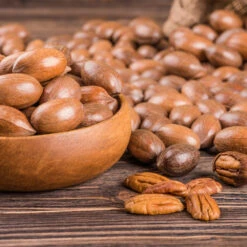 Pawnee Pecan Tree 7 Pawnee Pecan Tree -Fruit Tree Shop Pawnee Pecan 4 FGT