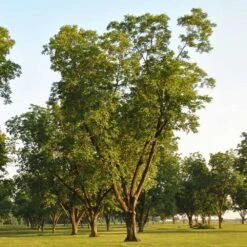 Pawnee Pecan Tree 6 Pawnee Pecan Tree -Fruit Tree Shop Pawnee Pecan 5 FGT