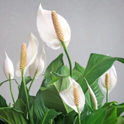 Peace Lily Plant -Fruit Tree Shop Peace Lily 6