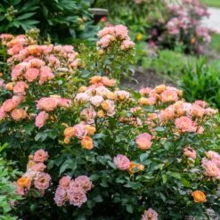 Peach Drift® Rose 5 Peach Drift® Rose -Fruit Tree Shop Peach Drift Rose 2 FGT