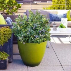 Bushel And Berry® Peach Sorbet™ Blueberry Bush 10 Bushel And Berry® Peach Sorbet™ Blueberry Bush -Fruit Tree Shop Peach Sorbet BLueberry 2 FGT