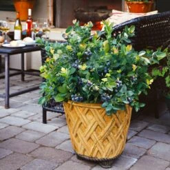 Bushel And Berry® Peach Sorbet™ Blueberry Bush 12 Bushel And Berry® Peach Sorbet™ Blueberry Bush -Fruit Tree Shop Peach Sorbet BLueberry 3 BB