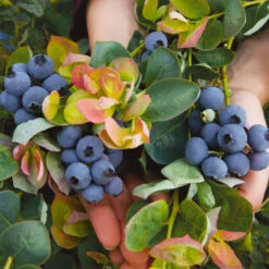 Bushel And Berry® Peach Sorbet™ Blueberry Bush 9 Bushel And Berry® Peach Sorbet™ Blueberry Bush -Fruit Tree Shop Peach Sorbet BLueberry 7