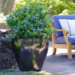 Bushel And Berry® Peach Sorbet™ Blueberry Bush