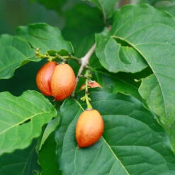 Peanut Butter Fruit Tree -Fruit Tree Shop Peanut Butter Tree 1 FGT