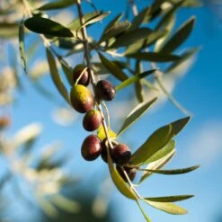 Pendolino Olive Tree 7 Pendolino Olive Tree -Fruit Tree Shop Pendolino Olive