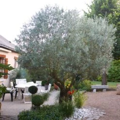Pendolino Olive Tree 9 Pendolino Olive Tree -Fruit Tree Shop Pendolino Olive FGT 3