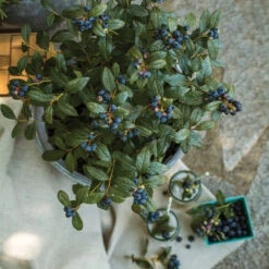 Bushel And Berry® Perpetua Blueberry -Fruit Tree Shop Perpetua Blueberry 1 FGT