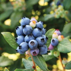 Bushel And Berry® Perpetua Blueberry -Fruit Tree Shop Perpetua Blueberry 6 FGT