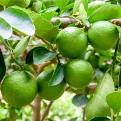 Persian 'Bearss' Lime Tree -Fruit Tree Shop Persian Lime Tree 5 FGT