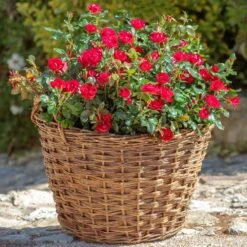 Petite Knock Out® Rose -Fruit Tree Shop Petite Red Knockout Rose2 FGT