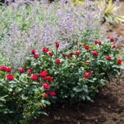 Petite Knock Out® Rose -Fruit Tree Shop Petite Red Knockout Rose4