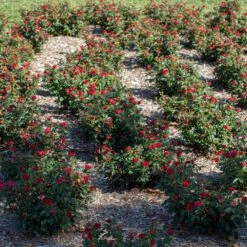 Petite Knock Out® Rose -Fruit Tree Shop Petite Red Knockout Rose6