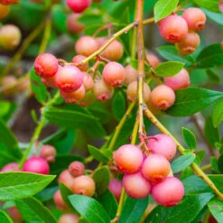 Pink Lemonade Blueberry Bush -Fruit Tree Shop Pin Lemonade Blueberry 1 26802e0d 4603 49c8 8784 fb7544bea792