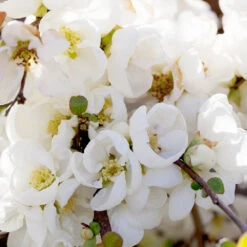 Pineapple Quince Tree -Fruit Tree Shop Pineapple Quince 1 FGT