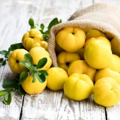 Pineapple Quince Tree -Fruit Tree Shop Pineapple Quince 4 FGT