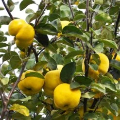 Pineapple Quince Tree -Fruit Tree Shop Pineapple Quince 7
